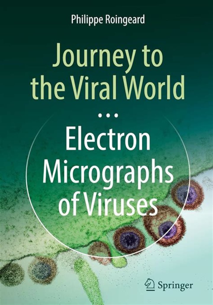 A Journey Into Viral Phenomenons