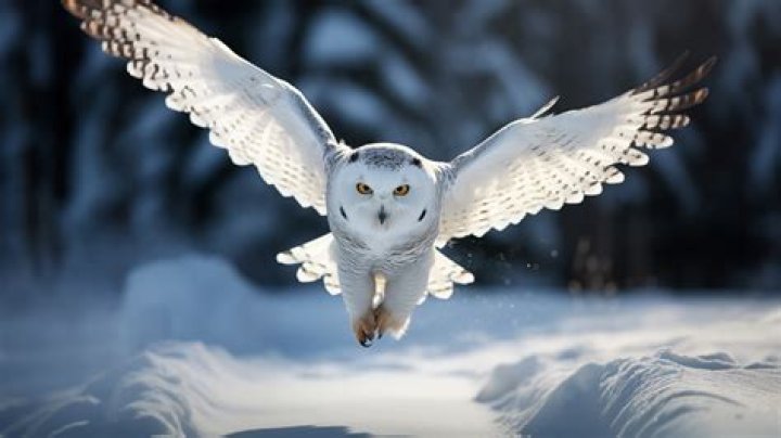 A White Owl Flying Over You