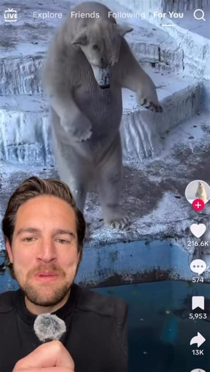 Bear And Georgia Footage Gone Viral ·