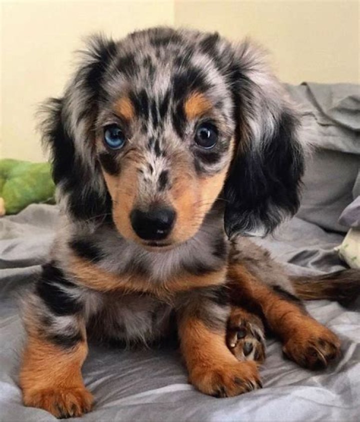 Discover The Enchanting World Of Long Hair Weenie Dogs