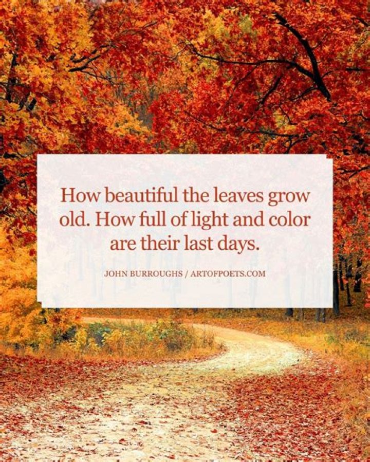 fall quote about the beauty of autumn from ernest dowson poem