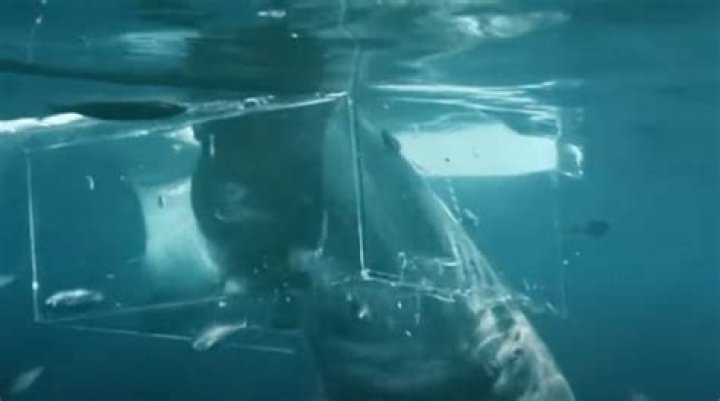 Jimi Partington's Shark Attack And Its Lessons