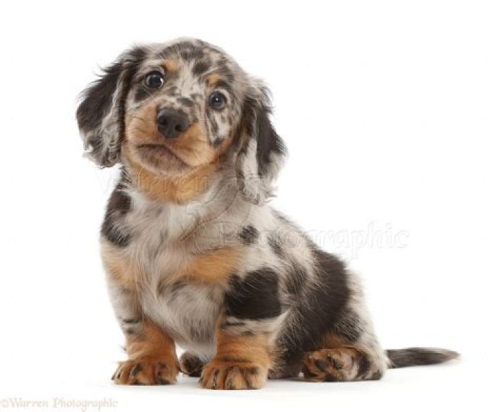Long haired Dapple Dachshund puppy dogs and puppies Pinterest