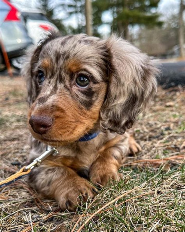 Our miniature, long haired, dapple dachshund)