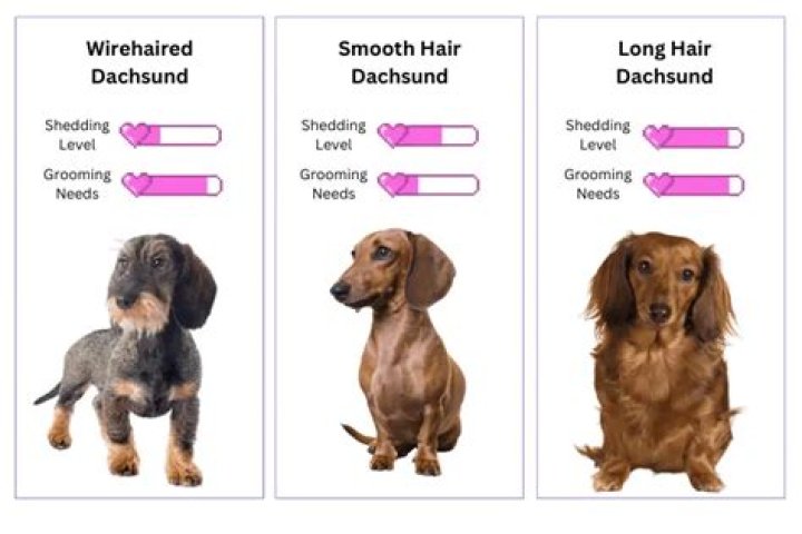 The Secret To Unraveling Dachshund Shedding: Uncover The Truth Today!