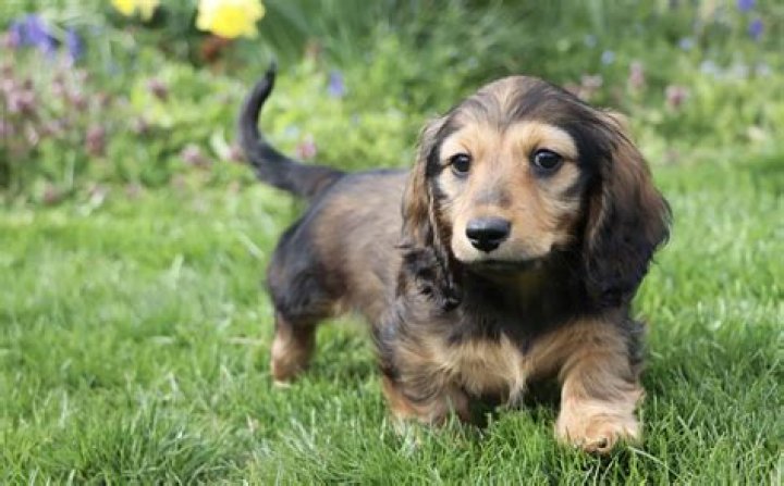 Uncover The Secrets Of The Enchanting Long Haired Dachshund Puppy