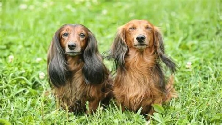 Unveiling The Enchanting World Of Long Hair Dachshunds: Discoveries And Insights