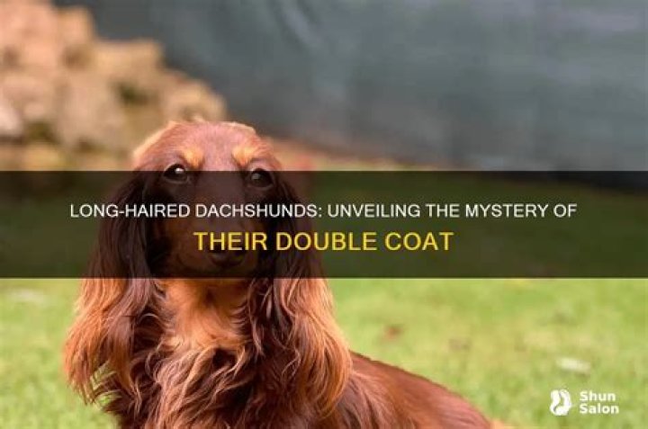 Unveiling The Enchanting World Of Longhaired Dachshunds