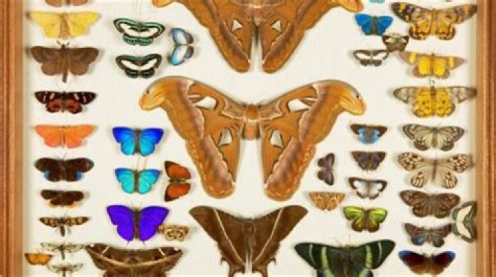 Unveiling The Multifaceted Brilliance Of Rayna Tyson: Discoveries And Insights