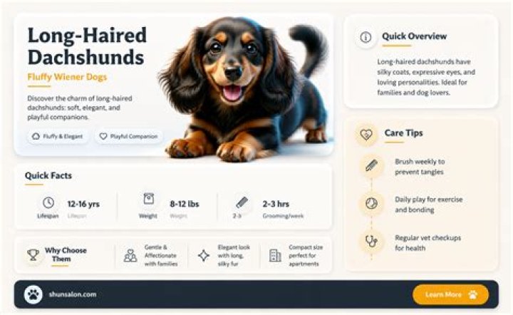 Unveiling The Secrets Of The Enchanting Long Haired Wiener Dog