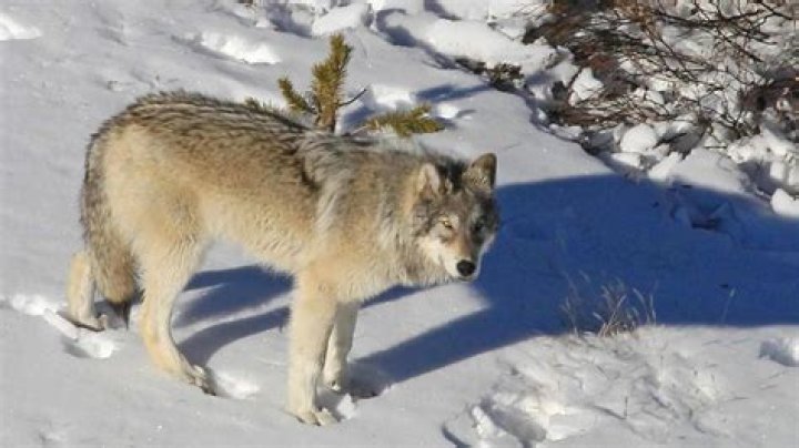Unveiling The Secrets Of Yellowstone's Wolf Protector